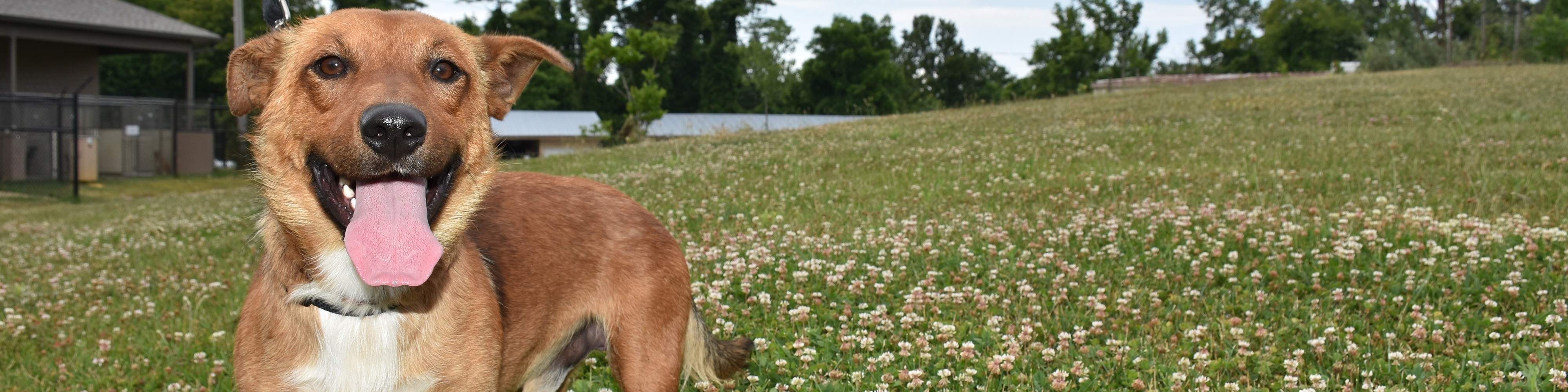 Brown and white dog outside in the grass