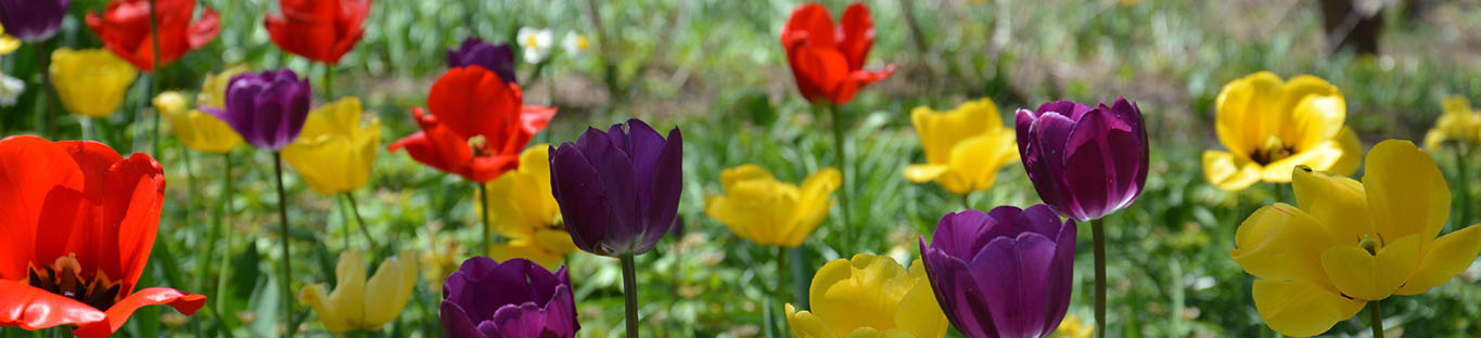 Spring tulips in Montgomery County, Virginia
